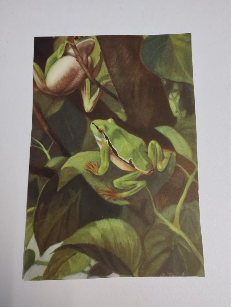 Een prent over dieren van de hele wereld kleur verschillende, Verzamelen, Foto's en Prenten, Ophalen, Prent