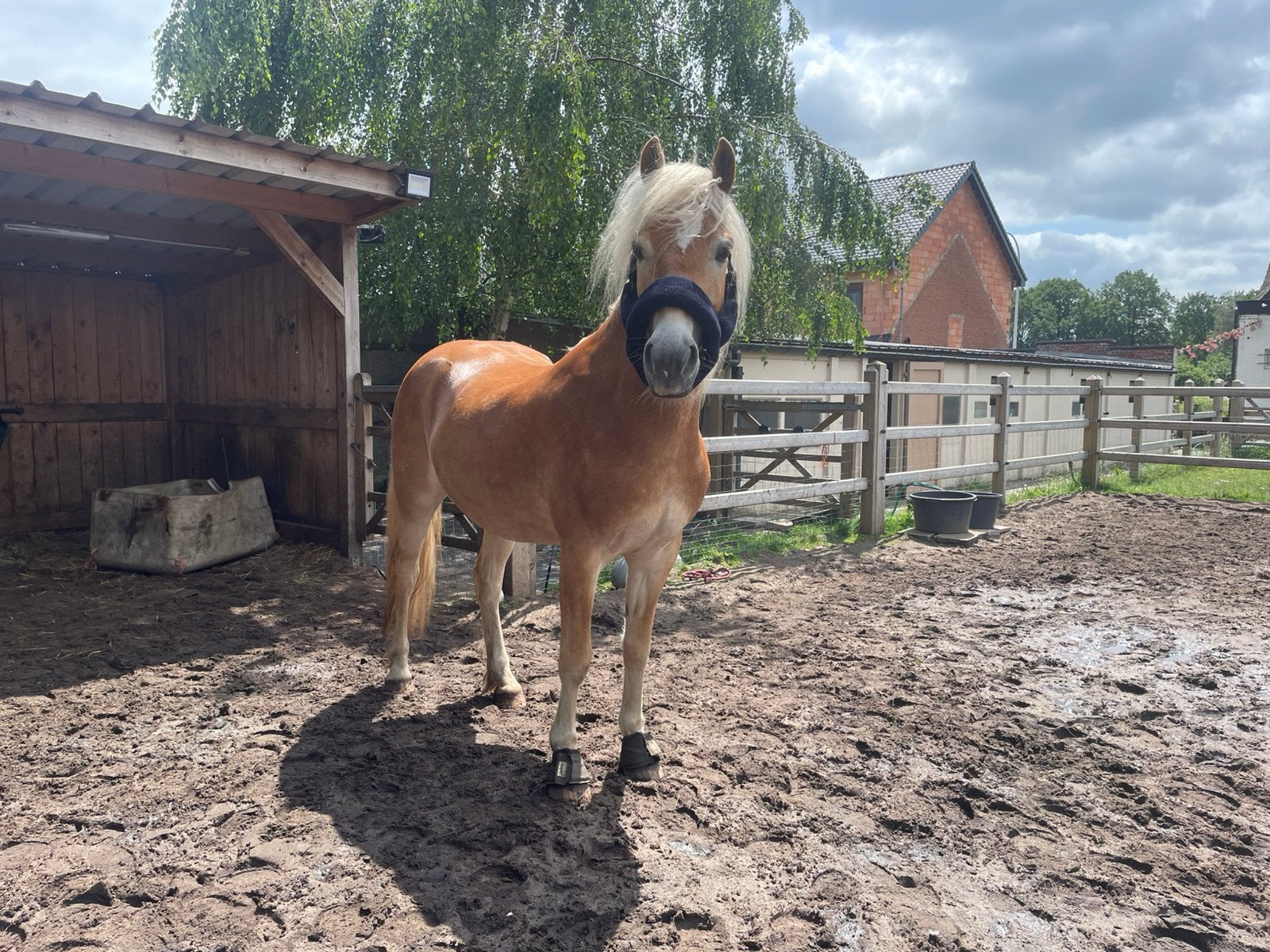Volle stal / lease met haflinger ruin, Dieren en Toebehoren, Paarden, Ruin, Zadelmak