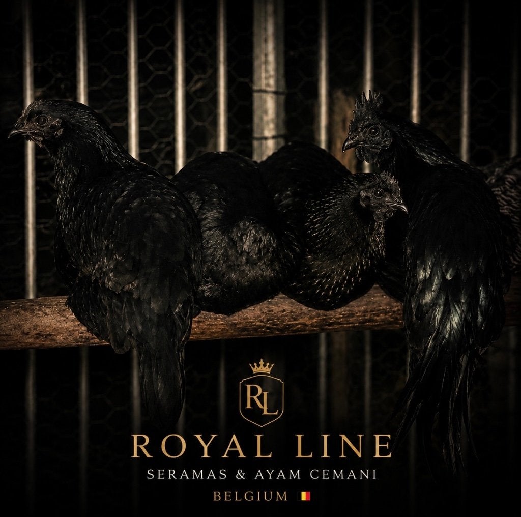 Ayam cemani kuikens, Animaux & Accessoires, Volatiles, Sexe inconnu