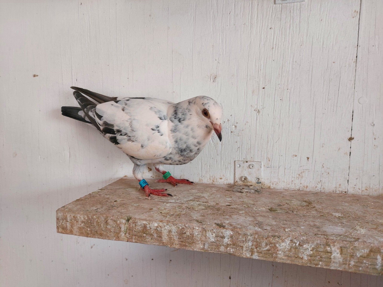 jonge duif 2026, Sexe inconnu, Pigeon voyageur