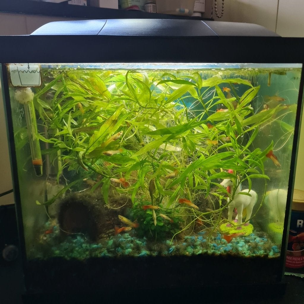 Aquarium met guppy's, Ophalen, Inclusief vissen, Gebruikt, Gevuld zoetwateraquarium
