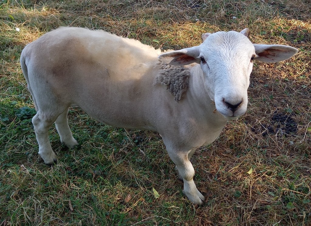 ram lam, Mannelijk, Schaap, 0 tot 2 jaar