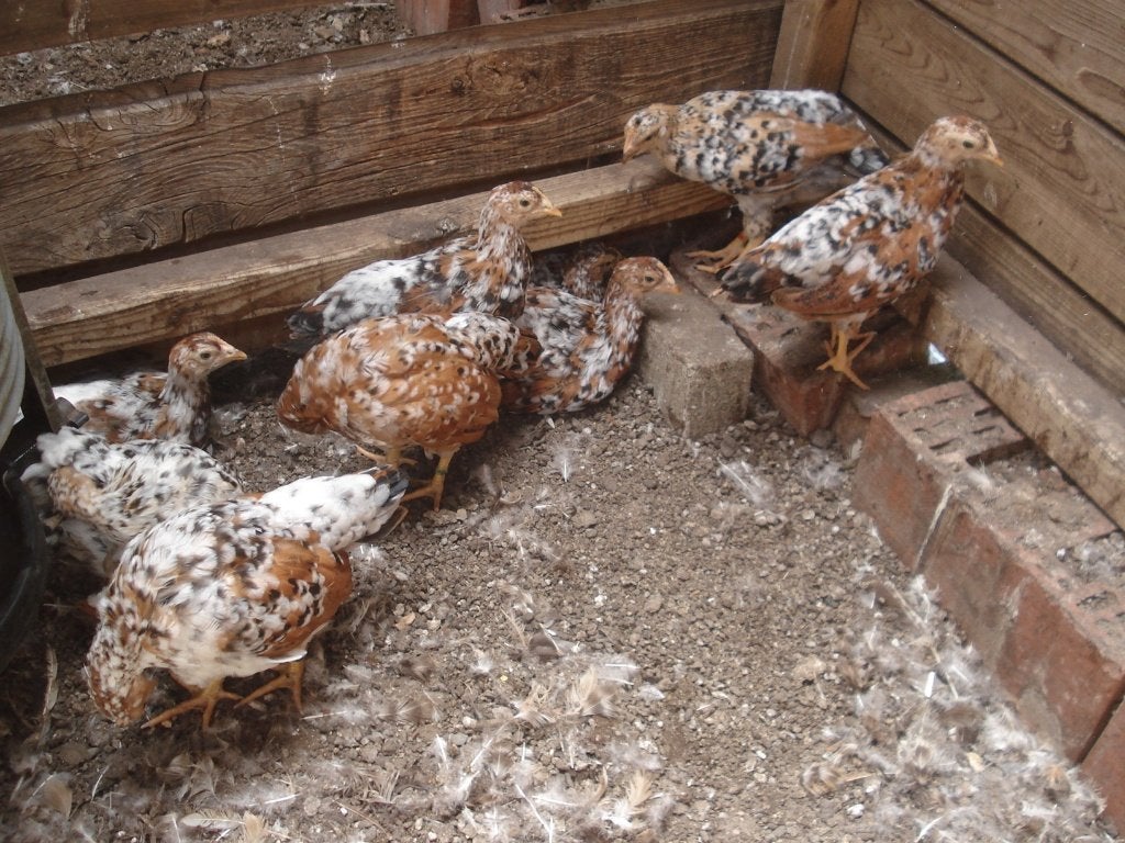 kuikens leghorn (duizendkleur, porselein), Vrouwelijk, Kip
