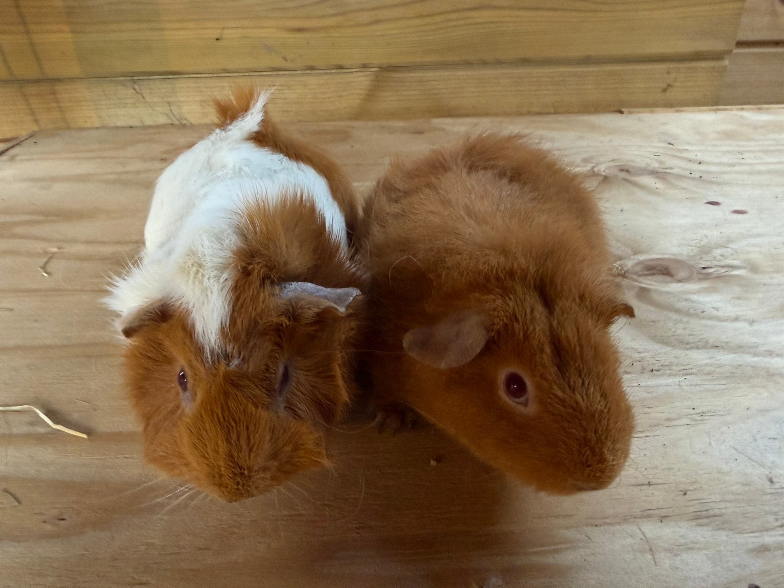 2 cavia zeugjes, Cavia, April, Vrouwelijk, Tam