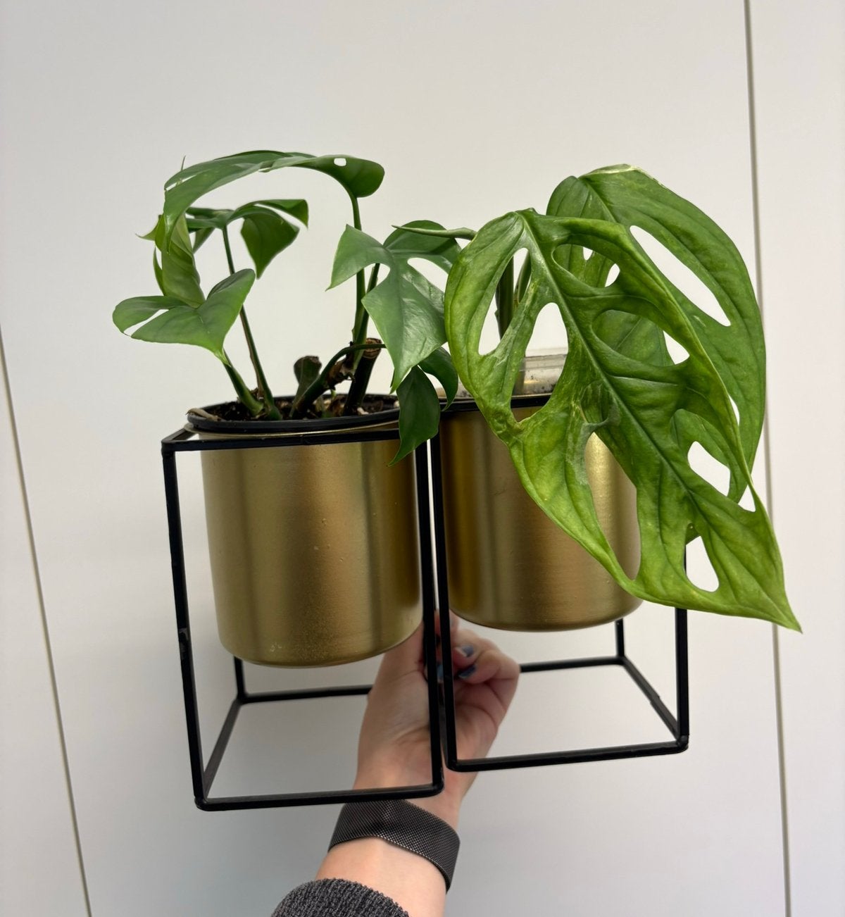 Monstera minima en Ad. Indonesian marble in staanders, Enlèvement ou Envoi