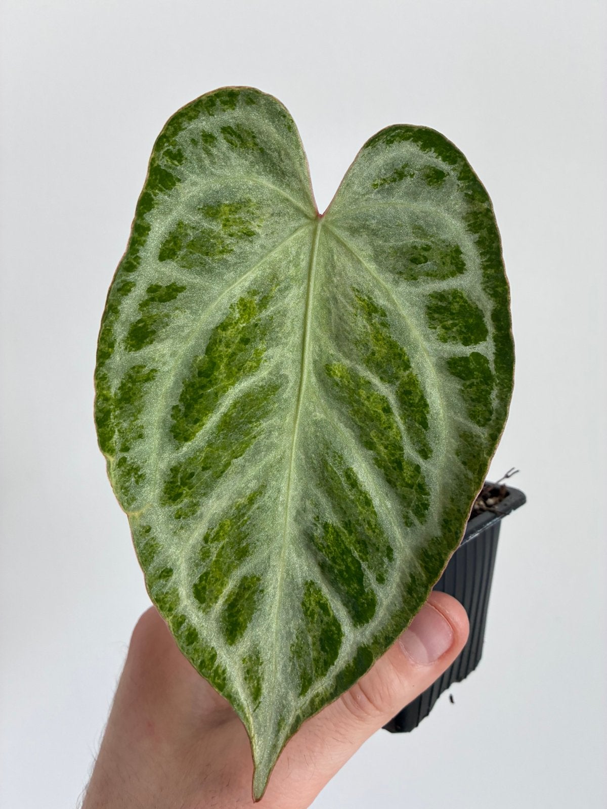 Anthurium silver blush mint, Ophalen