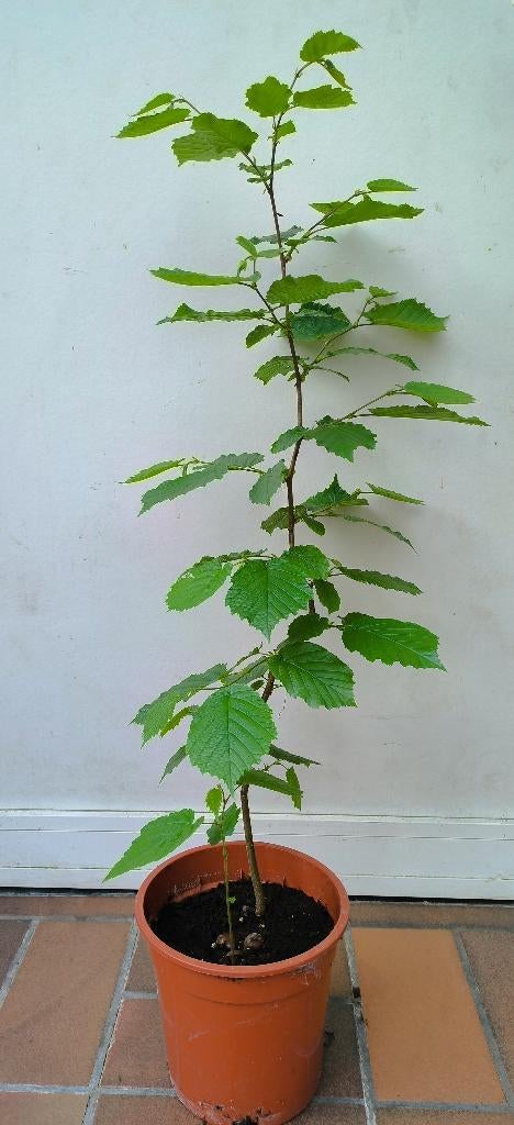 Hazelnoot boompje, En pot, Moins de 100 cm, Autres espèces, Enlèvement