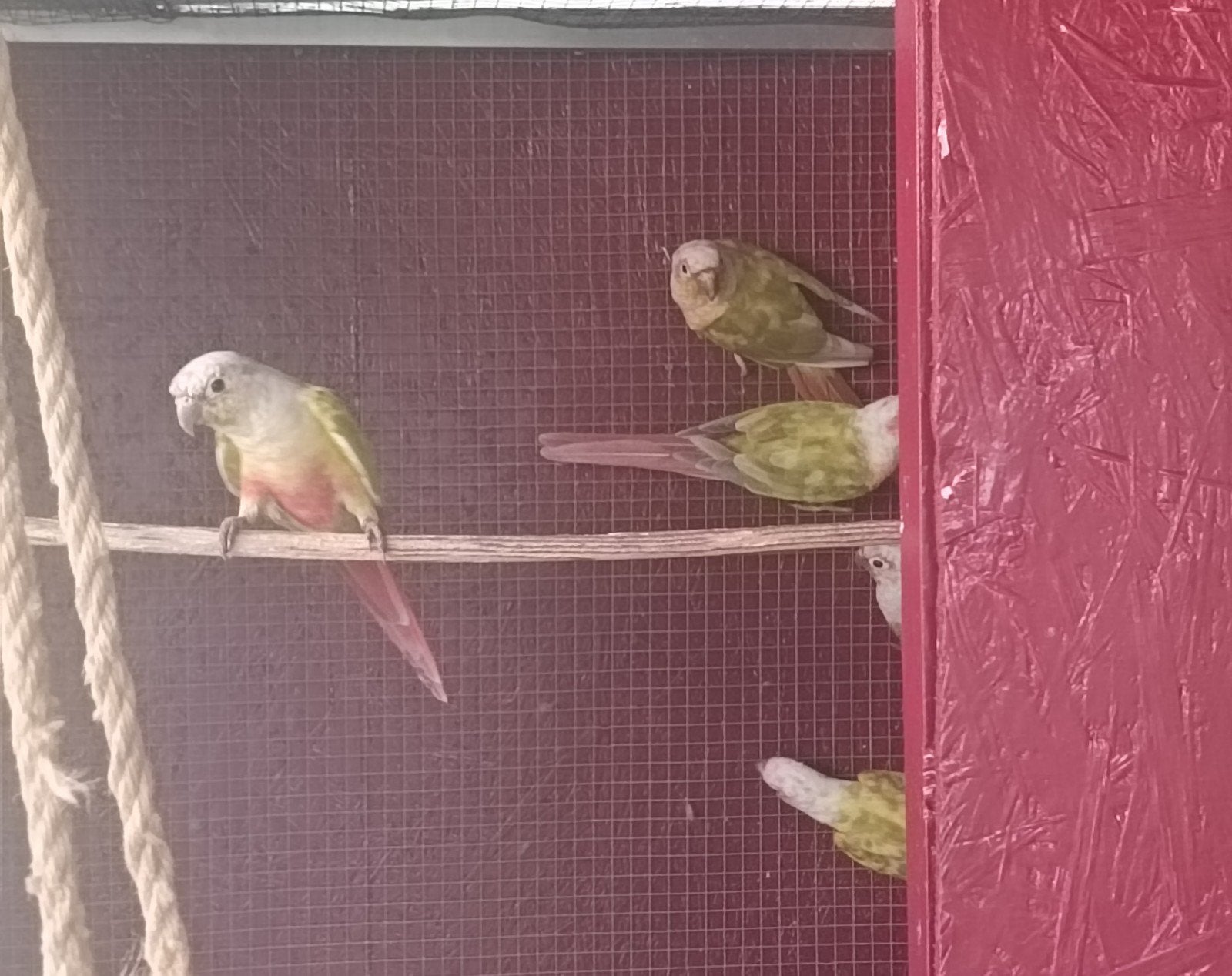 conures, Animaux & Accessoires, Femelle