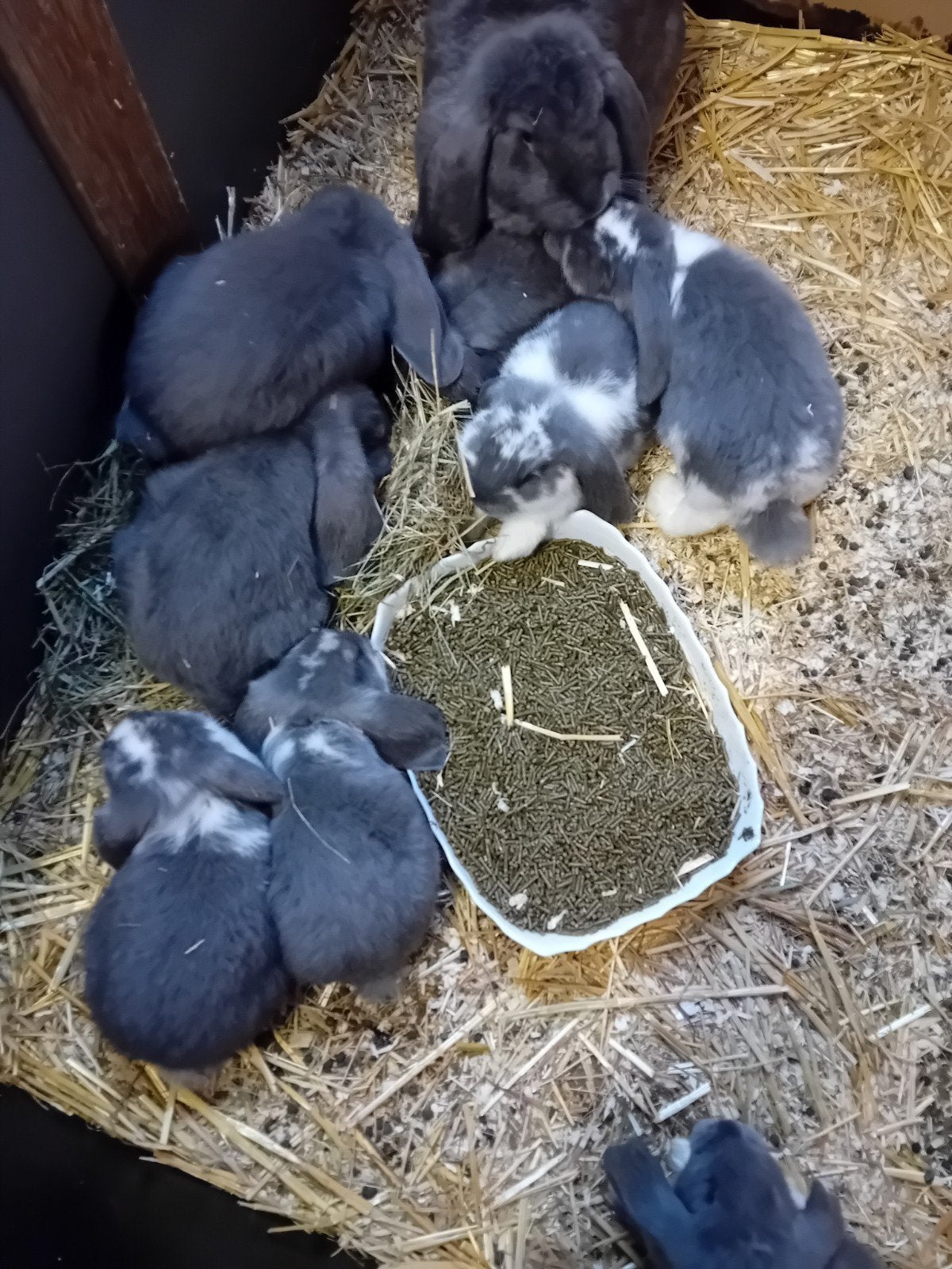 Franse hangoor, Femelle, Grand, Oreilles tombantes, 0 à 2 ans