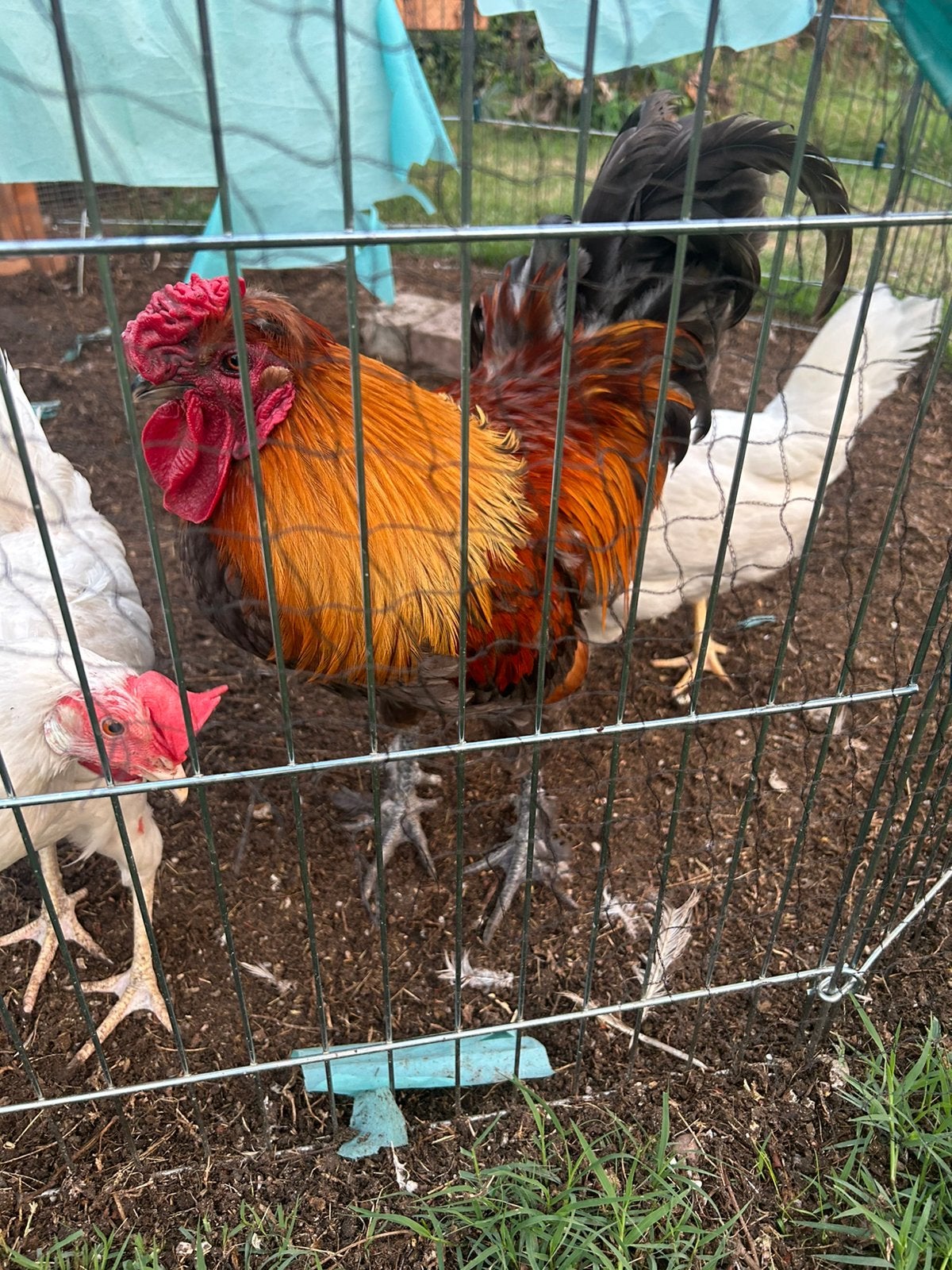 Haan, Dieren en Toebehoren, Pluimvee, Mannelijk, Kip