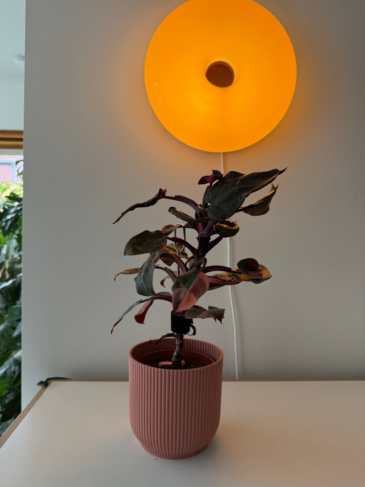 Philodendron Pink Princess - sad plant, Enlèvement