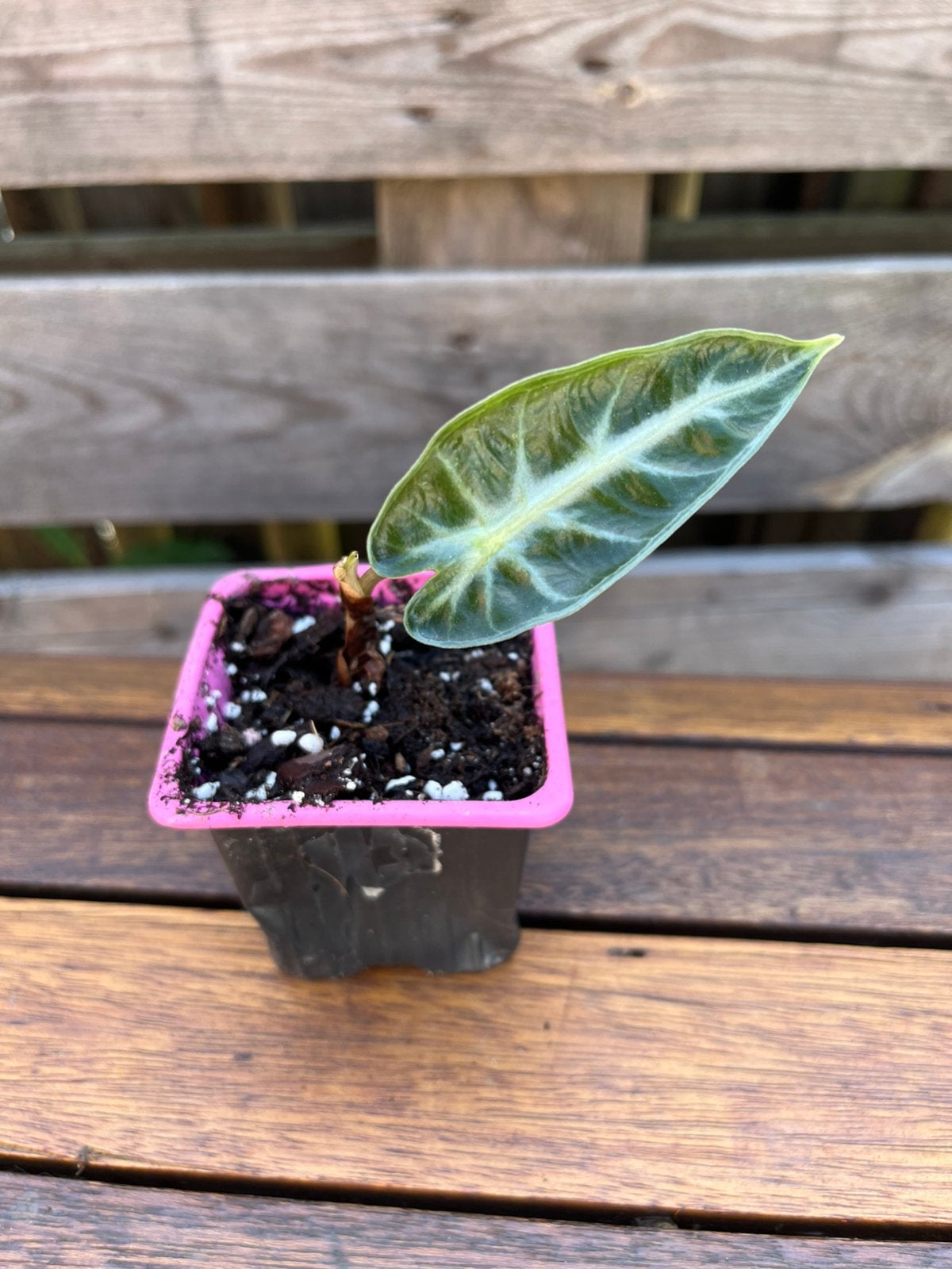 Alocasia Polly, Maison & Meubles, Plantes d'intérieur, Autres espèces, En pot, Enlèvement ou Envoi, Moins de 100 cm