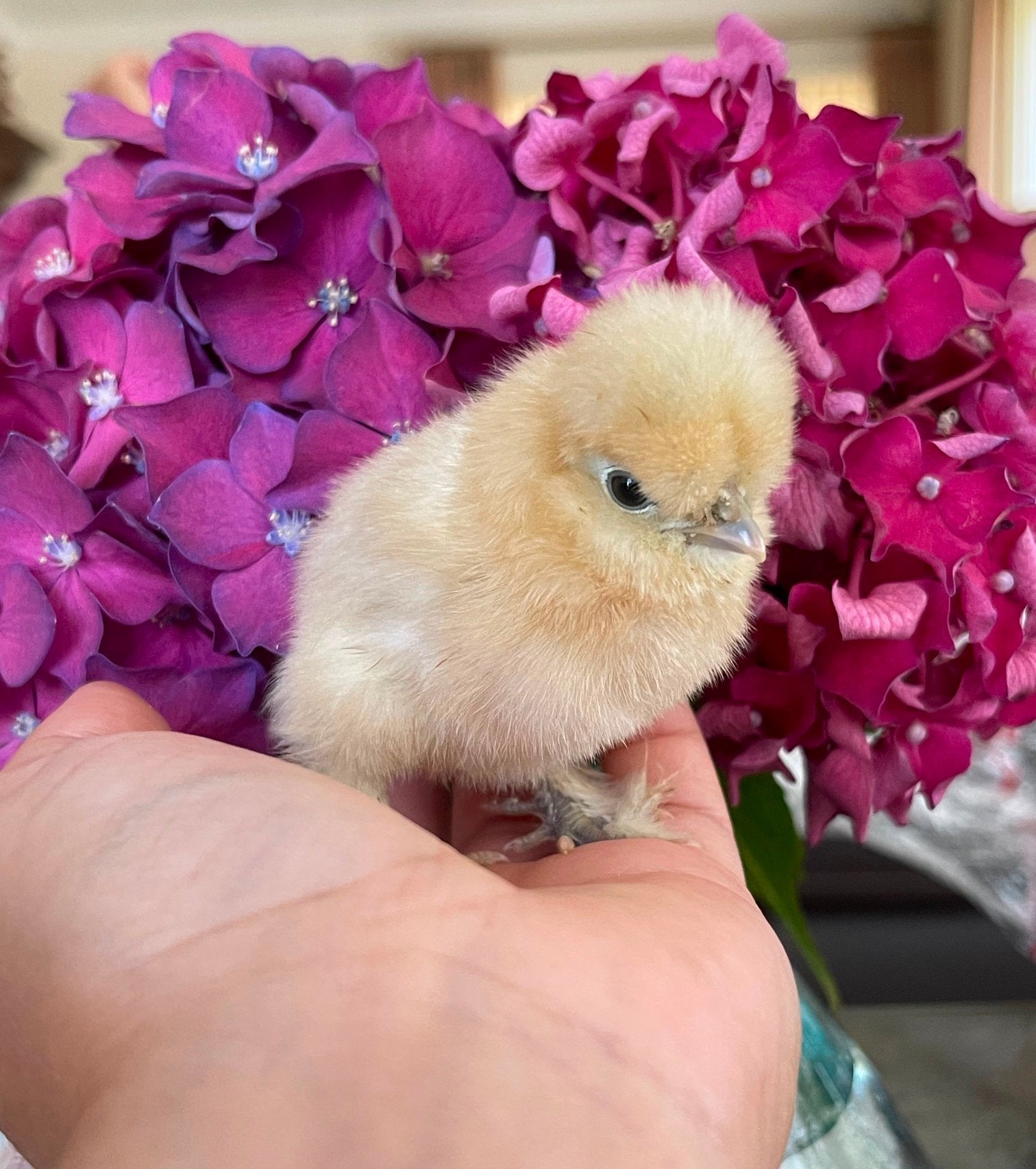 Prachtige USA Zijdehoen kuikens, Dieren en Toebehoren