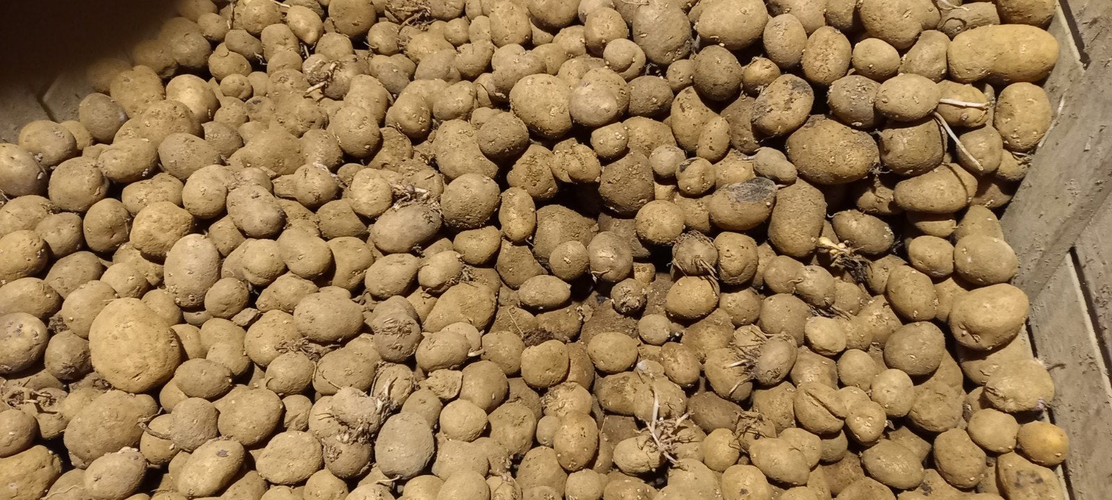 Voederaardappelen gratis, Dieren en Toebehoren, Ophalen