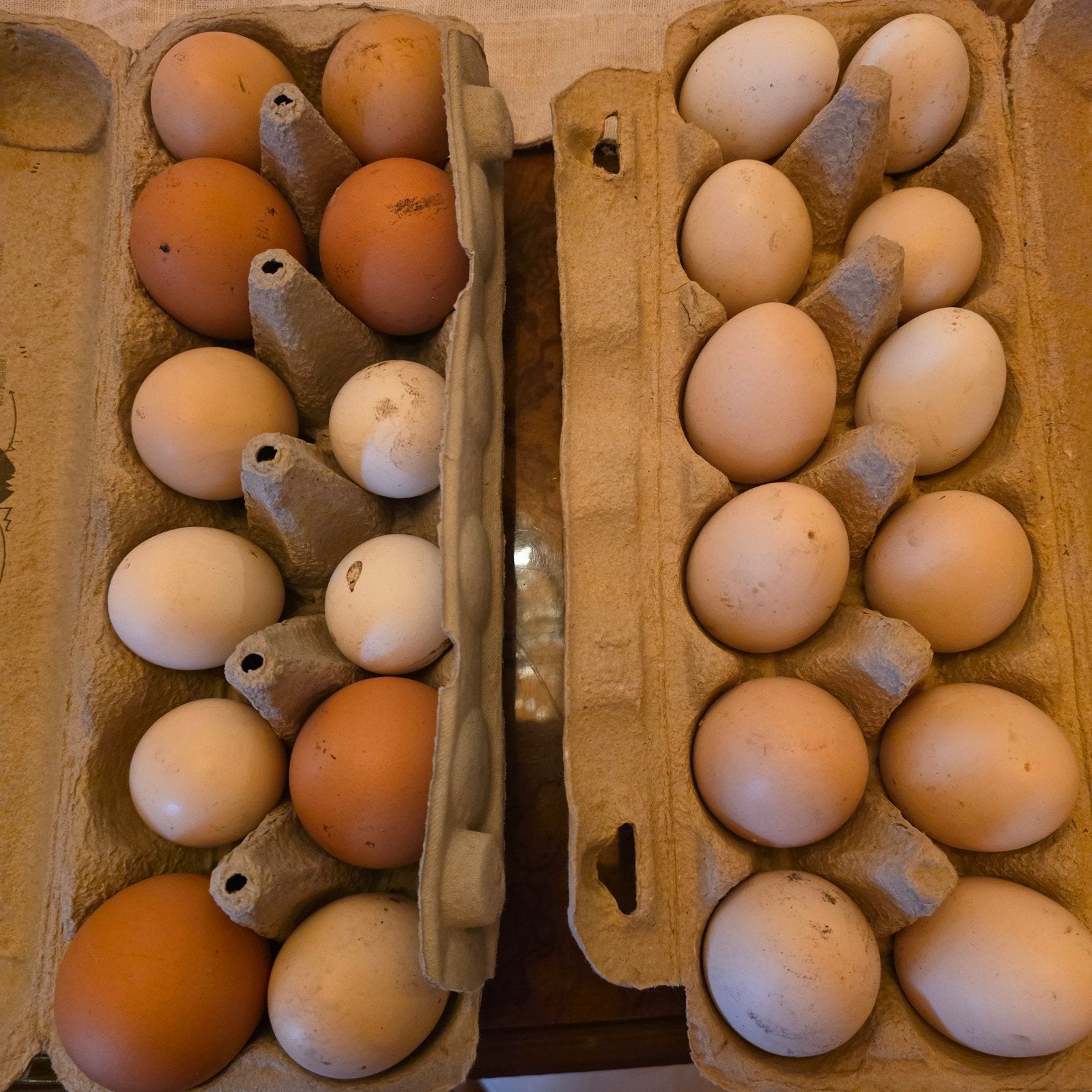 Broed(eieren) van Brahma en Krielkip, Diversen, Levensmiddelen, Ophalen