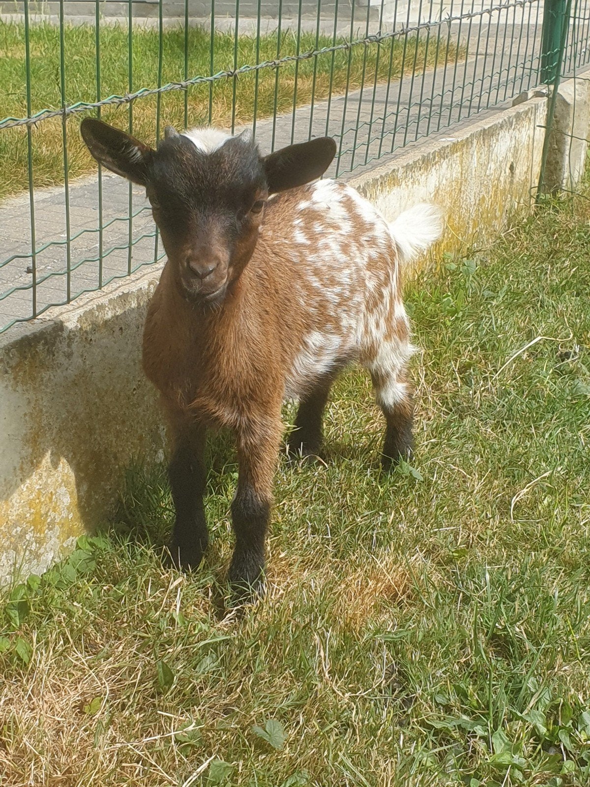 Dwerggeitjes, Animaux & Accessoires, Moutons, Chèvres & Cochons