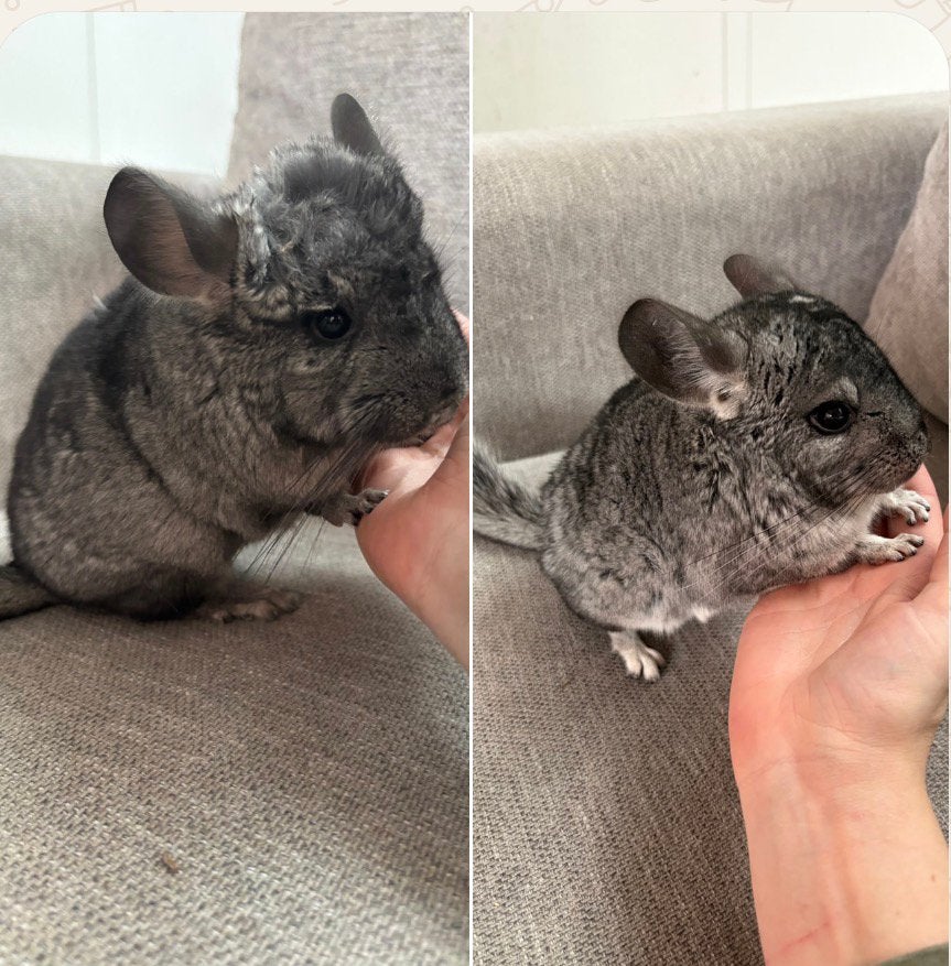 4 lieve chinchilla’s zoeken een gouden thuis, Dieren en Toebehoren, Chinchilla, Februari, Meerdere dieren, Tam