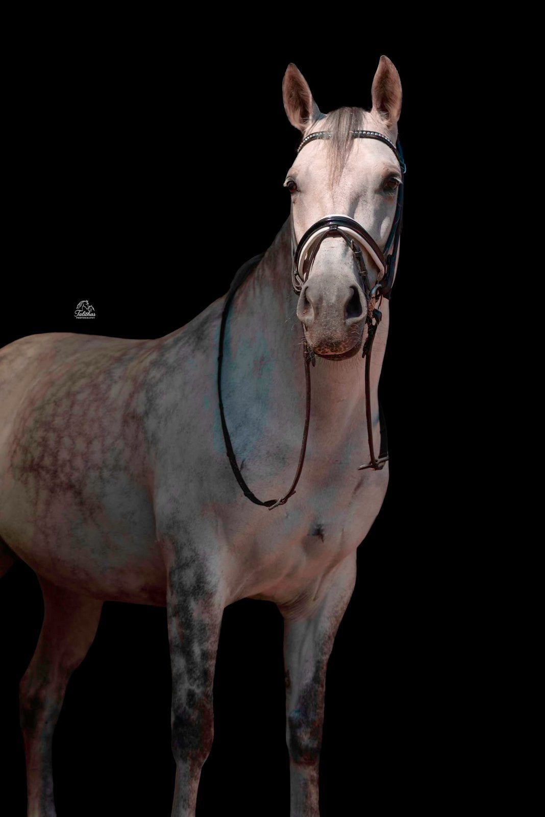 Cupido zou zeer graag vlot wat meer aandacht willen!, Dieren en Toebehoren, Pony's, Merrie, B, Met stamboom, 11 jaar of ouder