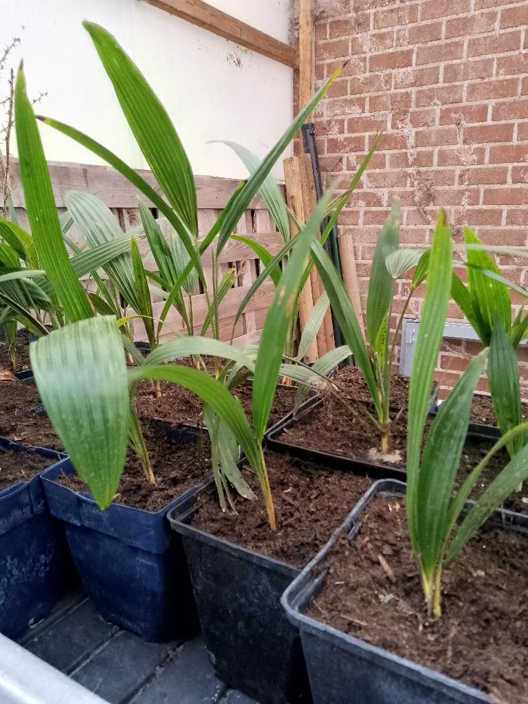 trachycarpus fortunei, Ophalen
