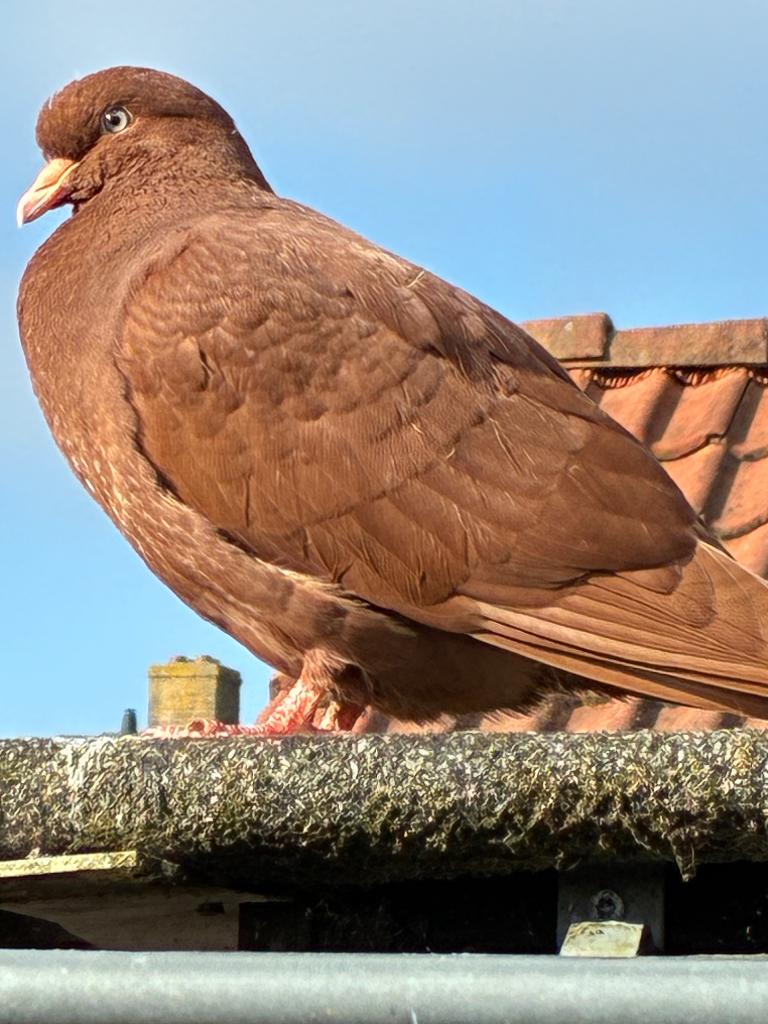 Belgische tuimelaar, Animaux & Accessoires, Oiseaux | Pigeons, Mâle, Pigeon culbutant ou Roller