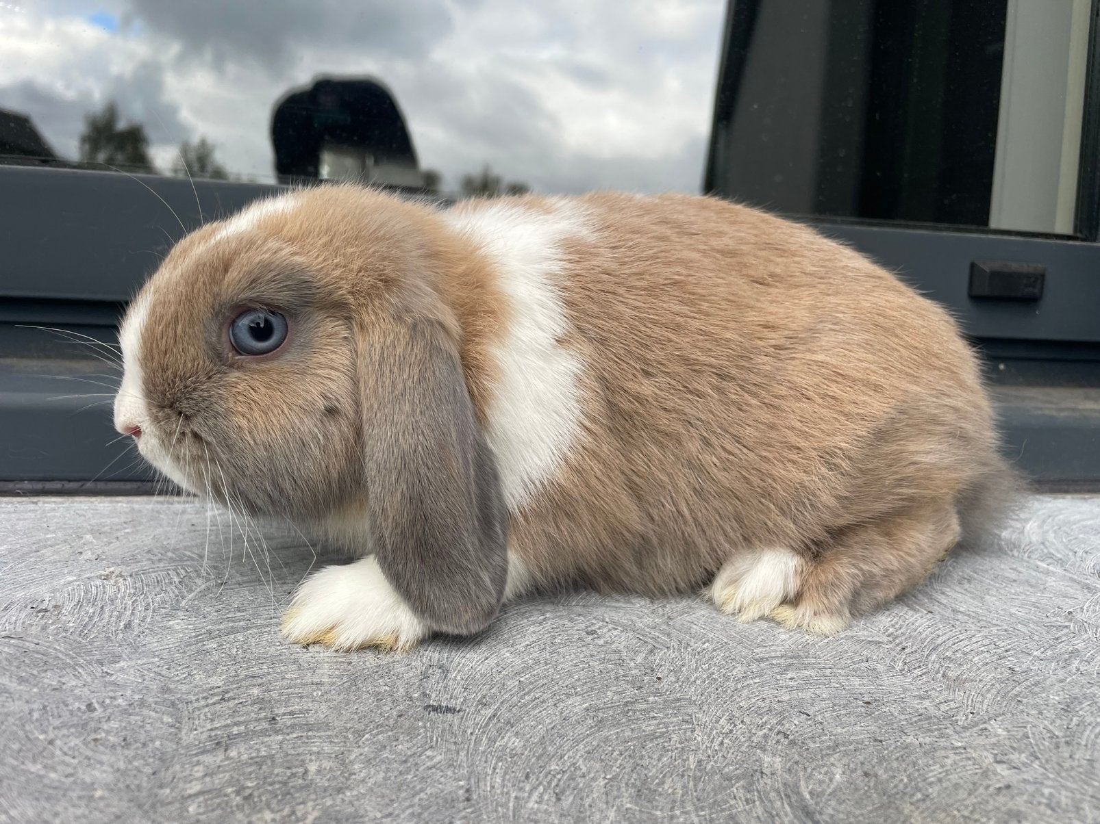 Miniloo konijntje, Dieren en Toebehoren