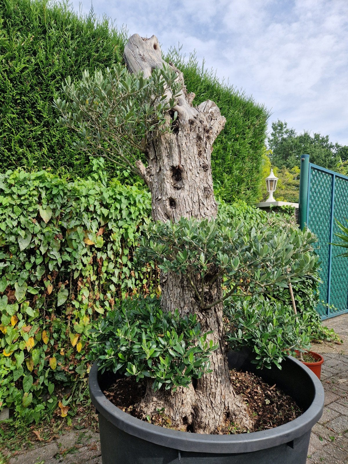 Olijfboom Plato..., Tuin en Terras, Planten | Bomen, Ophalen, In pot, Olijfboom