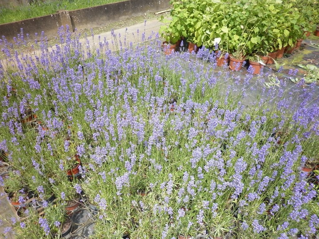 lavendel munstead, Tuin en Terras, Planten | Tuinplanten, Volle zon, Vaste plant, Zomer, Ophalen