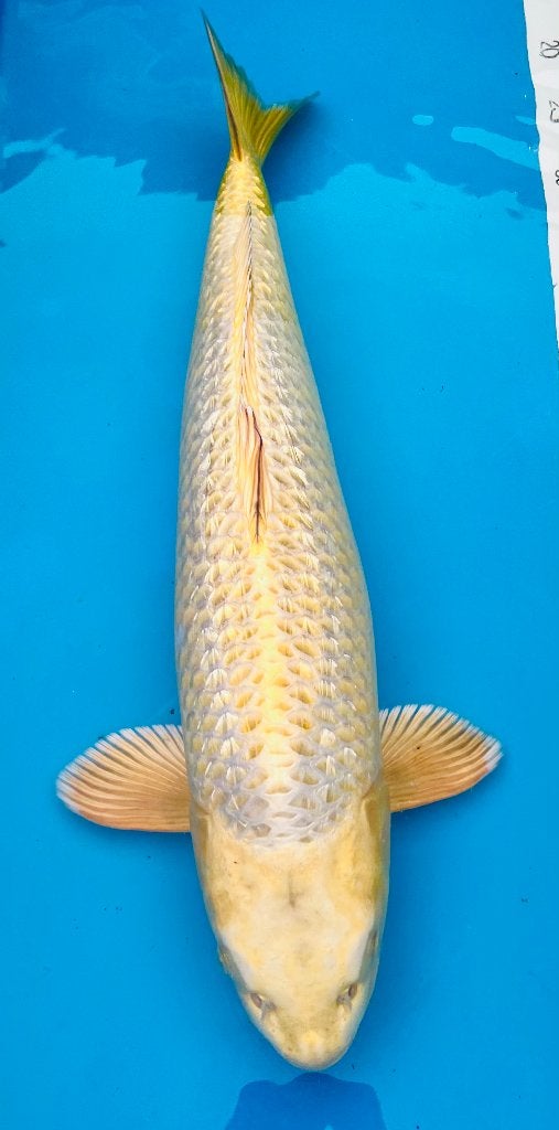 Nisai Mukashi Ogon 58 cm !, Animaux & Accessoires, Carpe ou Koï