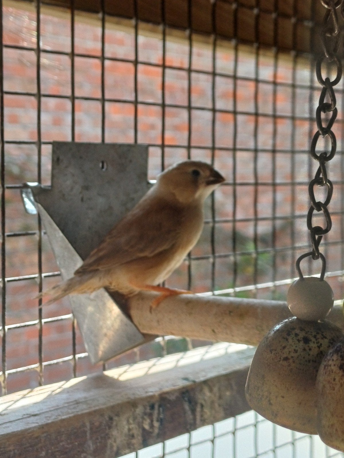 Zebravinken, Dieren en Toebehoren, Vogels | Kanaries