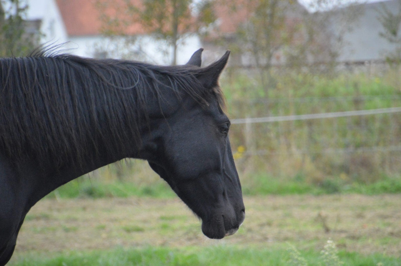 5 jarige ruin, Débourré, 165 à 170 cm, Cheval de saut, 3 à 6 ans