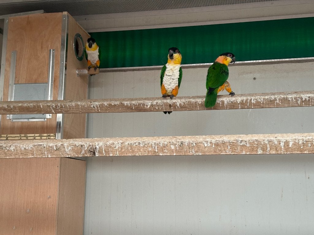 Mooie volwassen man Zwartkop  Caique, Dieren en Toebehoren, Mannelijk, Papegaai