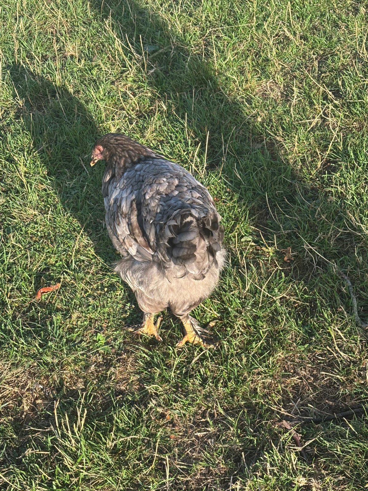 4 jonge brahma kippen te koop