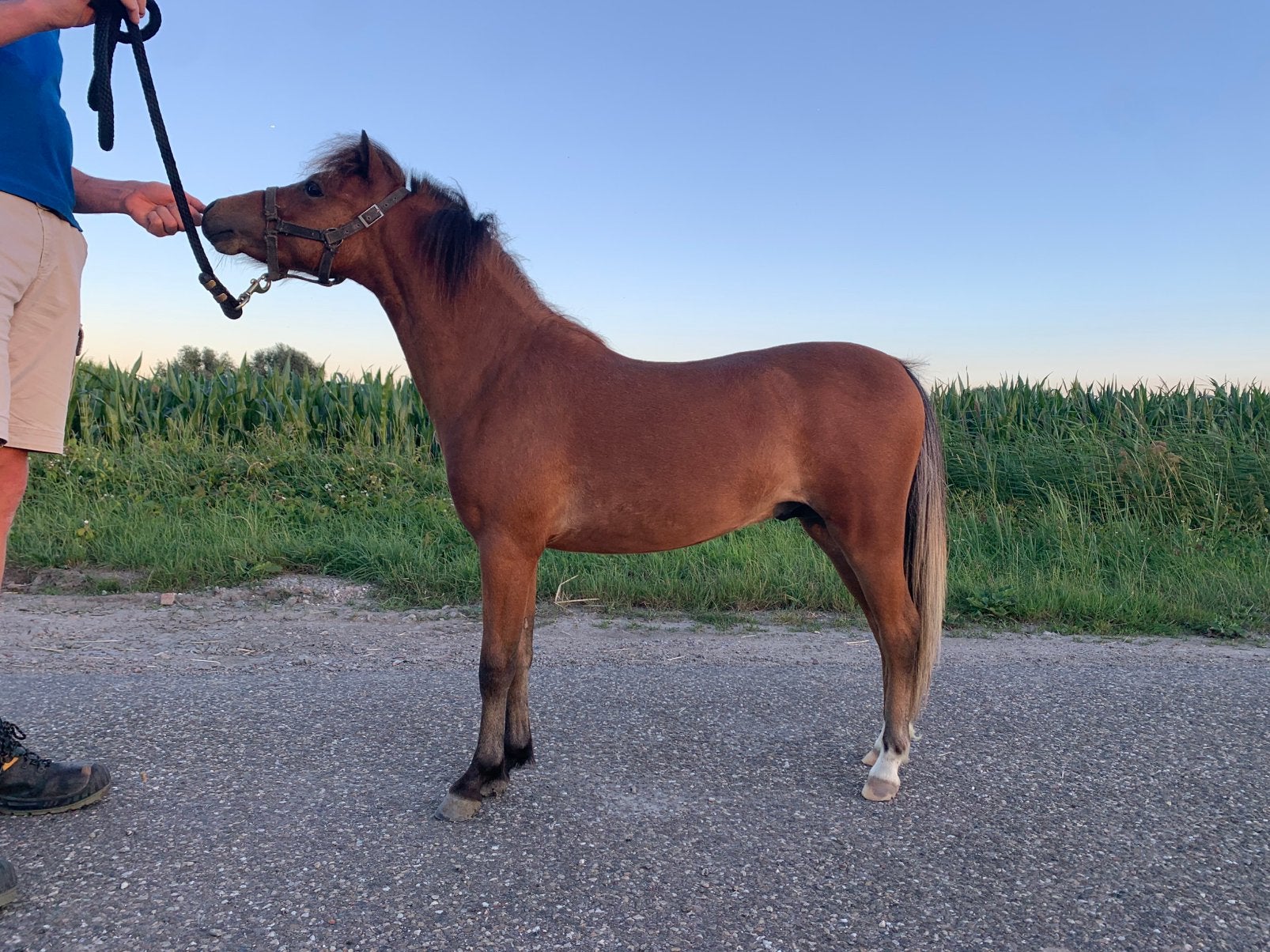 Mini paard jaarling hengsten amha,amhr,nnprs paspoort, Avec pedigree, Poney de récréation, Poney A (jusqu'à 1.17 m), 0 à 2 ans