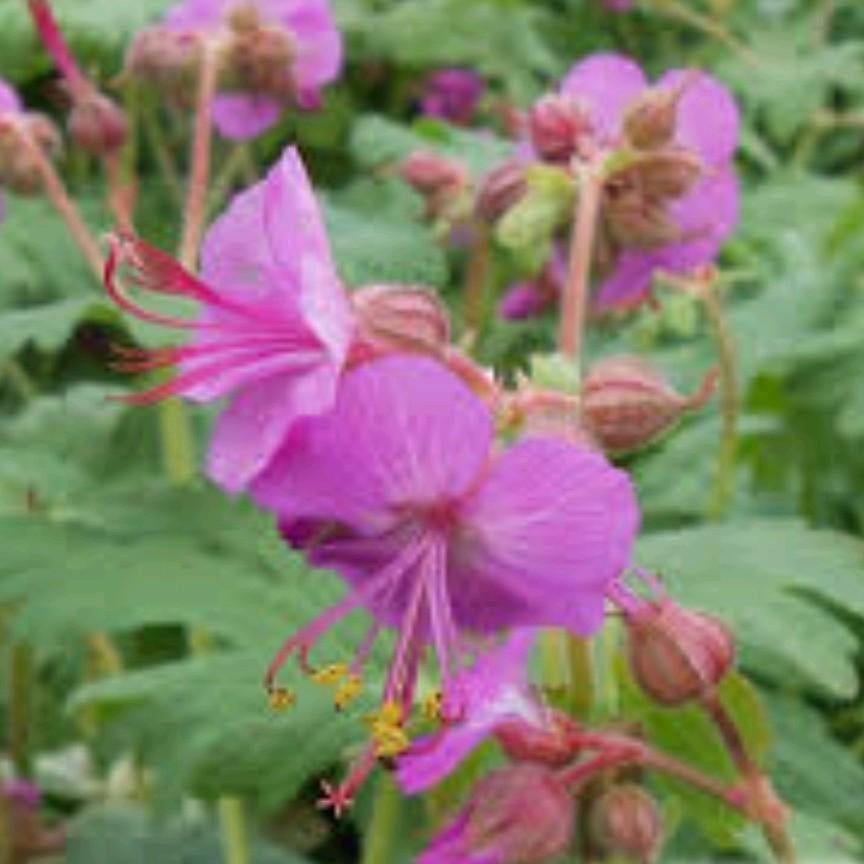 Geranium macrorrhizum, Tuin en Terras, Ophalen, Herfst, Halfschaduw