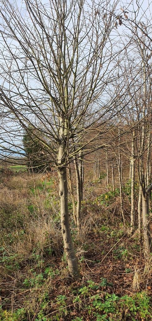 Linden bomen   50 eu stuk, Tuin en Terras, Planten | Bomen, Ophalen