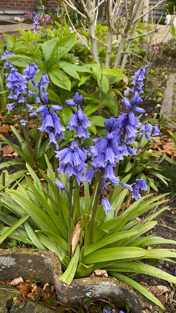 Boshyacint. Bloembollen. Zoals in Hallerbos! 3€/10 stuks., Tuin en Terras, Bloembollen en Zaden, Bloembol, Najaar, Halfschaduw