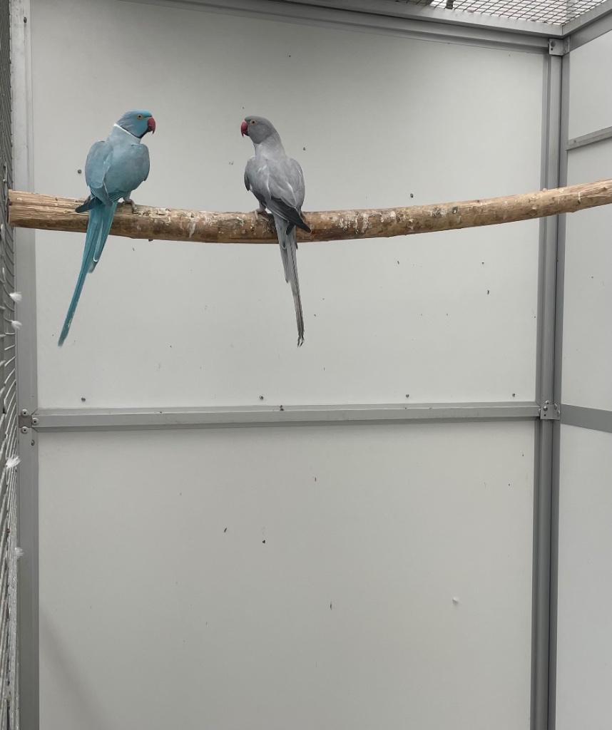 Opaline bont halsband parkiet / halsbandparkiet kweekkoppel, Meerdere dieren, Parkiet, Geringd