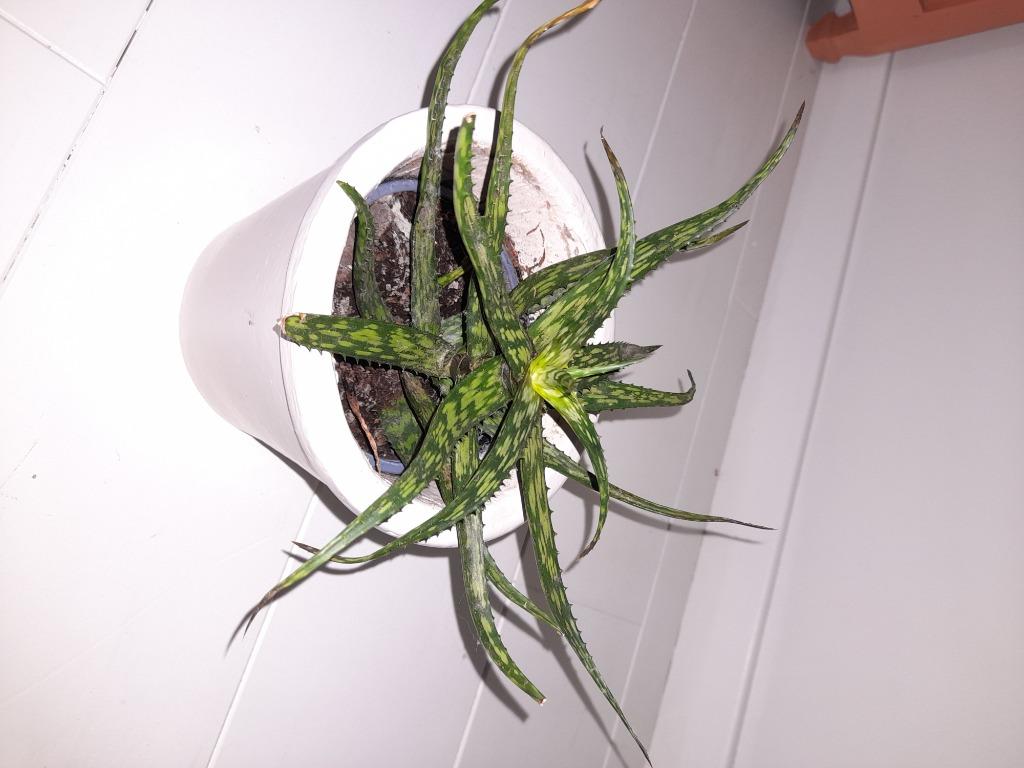 Sanseveria, kamerplant, Ophalen, Overige soorten