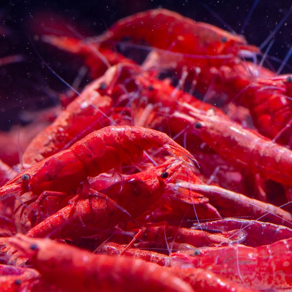 Neocaridina Red Fire Garnalen, Dieren en Toebehoren, Kreeft, Krab of Garnaal, Zoetwatervis