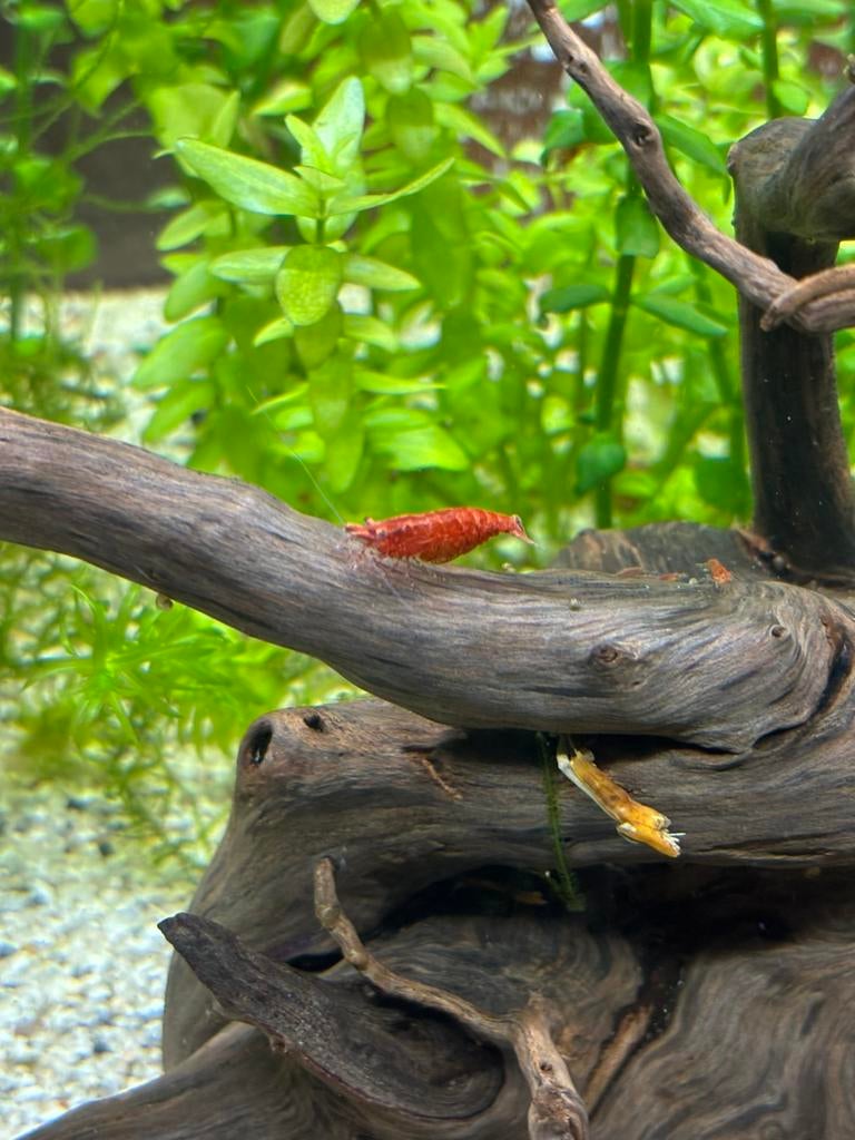 Crevette red cherry, Enlèvement, Neuf, Autres types