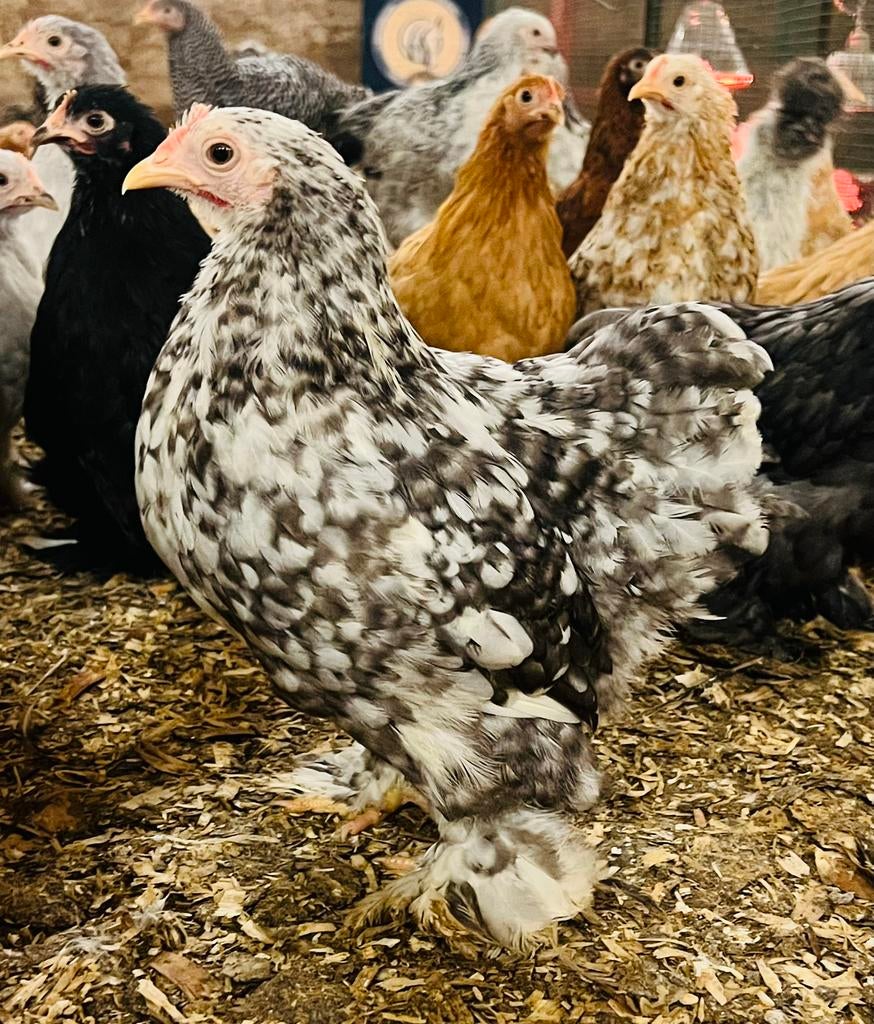 Cochin krielen, Meerdere dieren, Kip