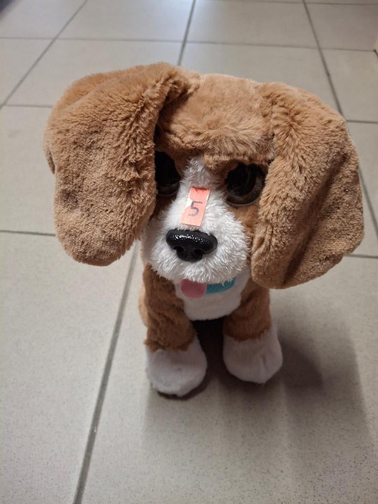 Hond furreal mooie en goede staat, Enlèvement, Chien