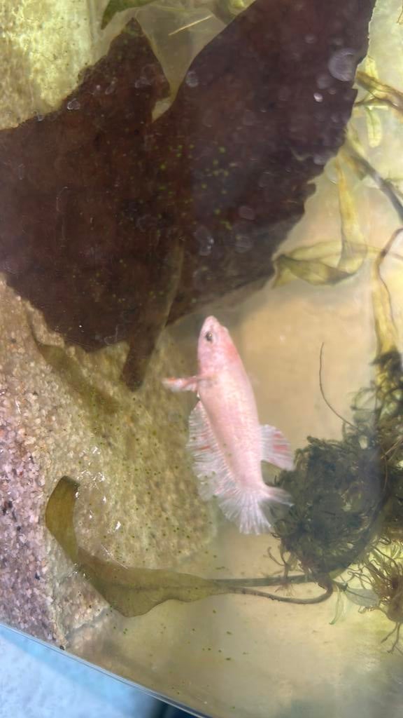 betta vrouw fullmoon pink, Poisson, Poisson d'eau douce