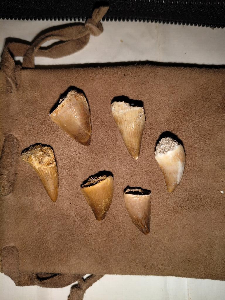 Mosasaurus tanden setje #2, Verzamelen, Mineralen en Fossielen, Ophalen of Verzenden, Fossiel