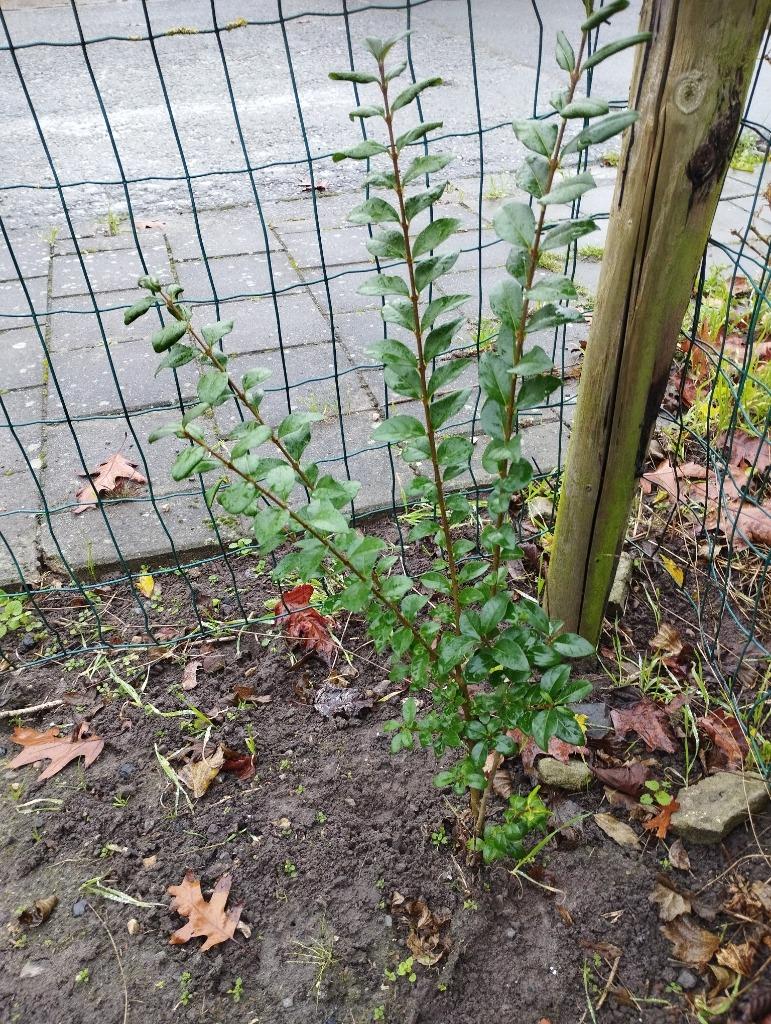 Liguster / ligustrum haagplanten, Ophalen, Liguster, Haag, Minder dan 100 cm