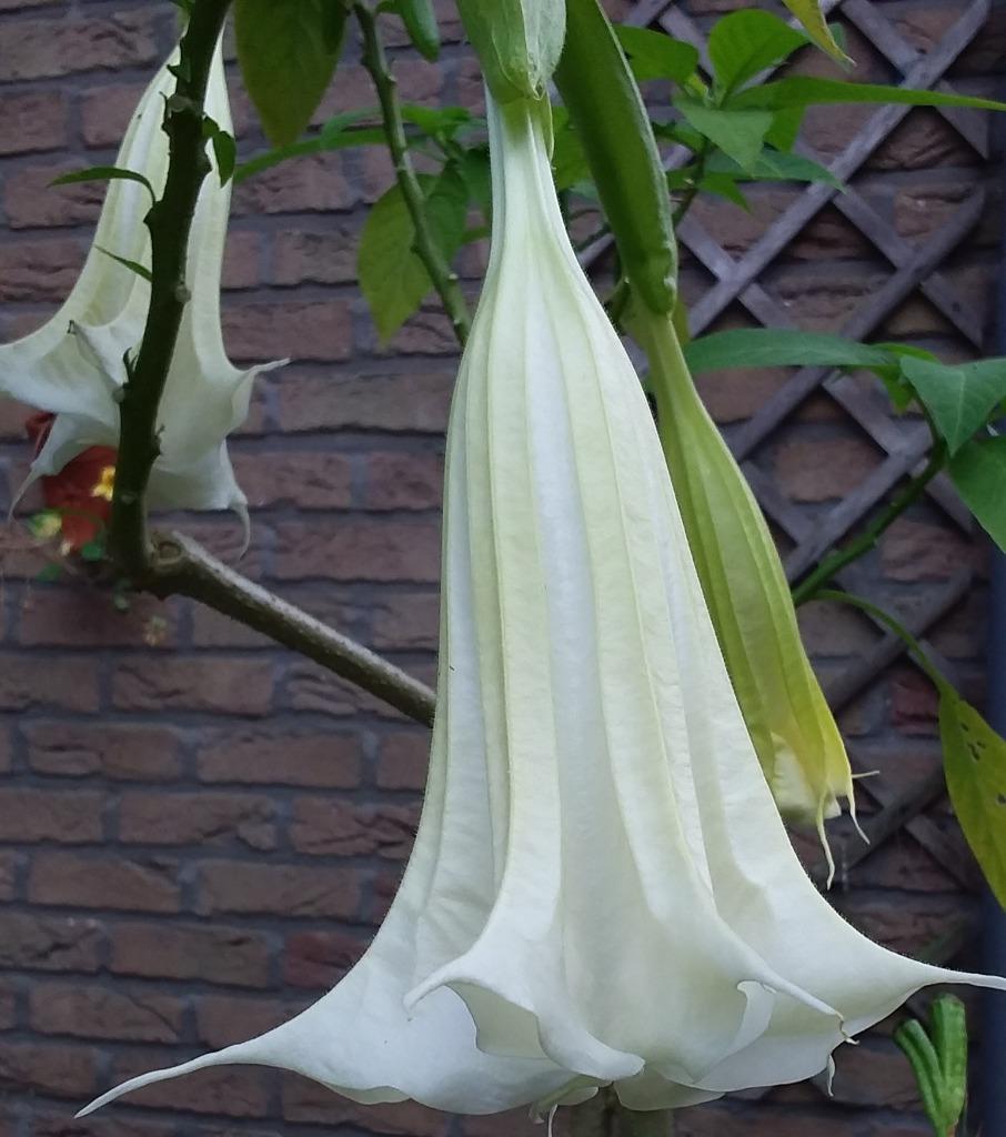 BRUGMANSIA-plant in een pot, Tuin en Terras, Planten | Tuinplanten, Ophalen