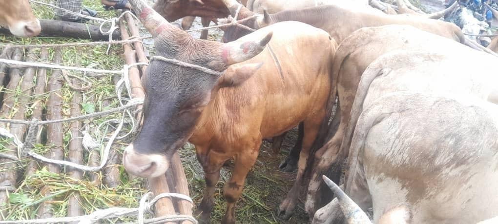 Marabout voyant spirituelle+32475254000 Belgique