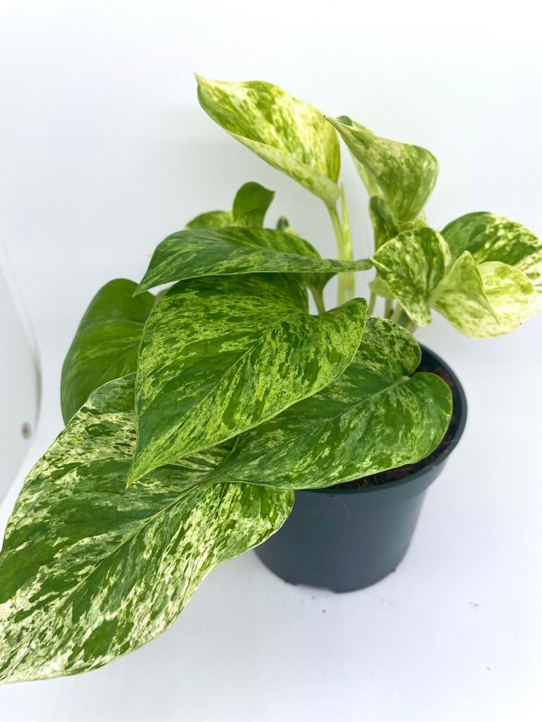 Epipremnum marble queen, Huis en Inrichting, Kamerplanten, Groene kamerplant, Ophalen of Verzenden, Halfschaduw, Minder dan 100 cm