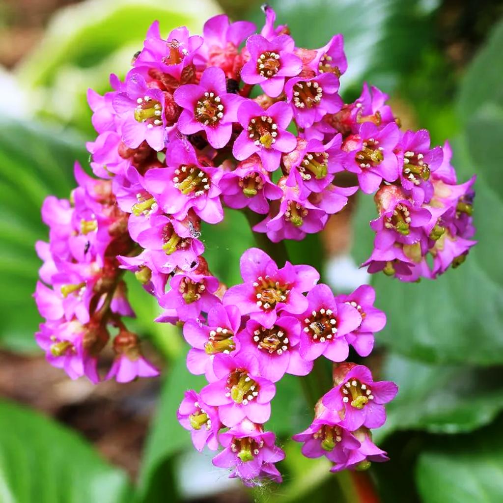 Bergenia: de schoenmakersfabriek, Ophalen, Bodembedekkers, Vaste plant, Halfschaduw