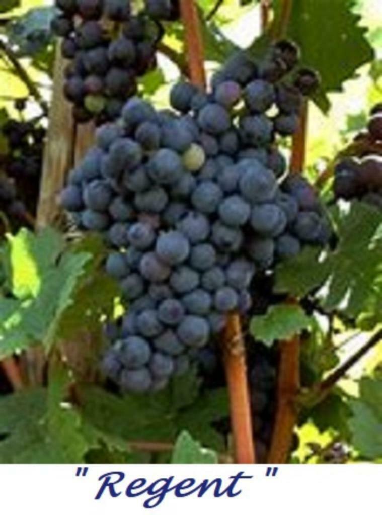 DRUIVENPLANTEN "REGENT" = LEKKERE BLAUWE DRUIVEN, 12 €/STUK, Tuin en Terras, Ophalen of Verzenden, Lente, Vaste plant, Fruitplanten